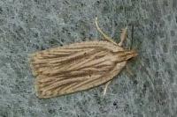 Agonopterix umbellana