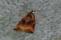 Archips podana