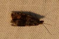Celypha