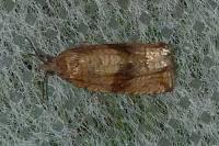 Celypha striana