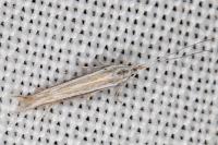 Coleophora bilineella
