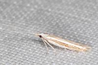 Coleophora bilineella