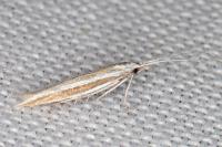 Coleophora bilineella