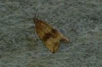 Celypha striana