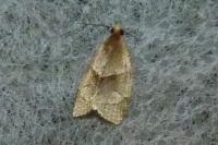 Clepsis rurinana