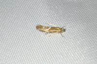 Phyllonorycter