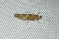 Phyllonorycter