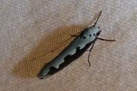 Ethmia bipunctella