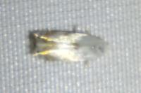 Pseudopostega crepusculella