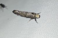 Paraswammerdamia albicapitella