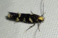 Oxypteryx