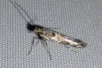 Acrocercops brongniardella
