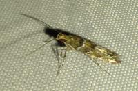 Acrocercops brongniardella