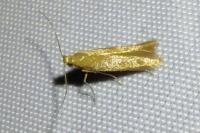Tischeria