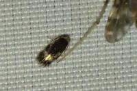 Stigmella