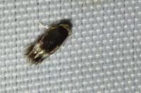 Stigmella