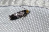 Stigmella