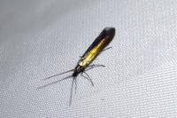 Coleophora alcyonipennella