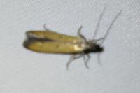 Mesophleps trinotella