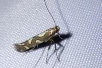 Calybites phasianipennella