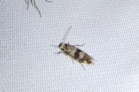 Eudarcia