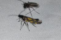 Euspilapteryx auroguttella
