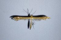 Oxyptilus