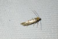 Tinea
