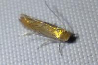 Phyllonorycter messaniella
