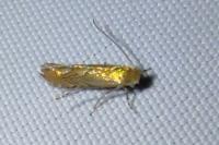 Phyllonorycter messaniella