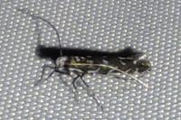 Parectopa ononidis