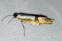 Argyresthia pruniella