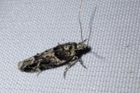 Recurvaria nanella