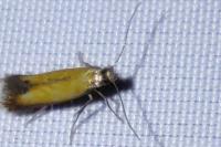 Coptotriche marginea