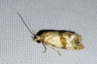 Phalonidia contractana