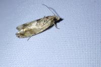 Crocidosema plebejana