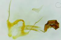 Coleophora pennella