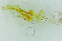 Dichomeris alacella