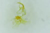 Pyroderces argyrogrammos