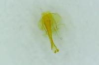 Epicallima formosella