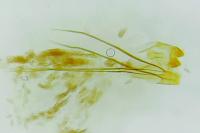 Monopis obviella