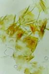Aproaerema albifrontella