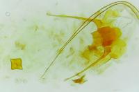 Teleiodes luculella