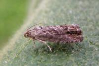 Cydia splendana