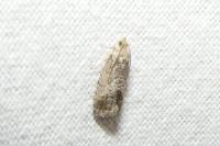 Cydia splendana
