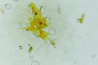 Aproaerema patruella