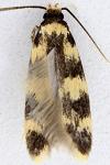 Oegoconia caradjai