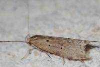 Brachmia inornatella