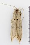 Brachmia inornatella