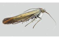 Coleophora alcyonipennella